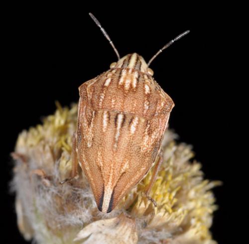 Réf. 248 956 : Odontotarsus intermedius
